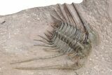 Kettneraspis Trilobite With Long Occipital - Lghaft, Morocco #254099-1